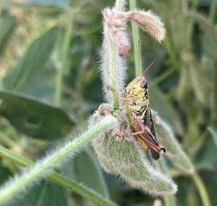 Late-season scouting for grasshoppers in soybeans and alfalfa